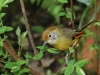 chiangmai_13