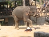 chiangmai_14